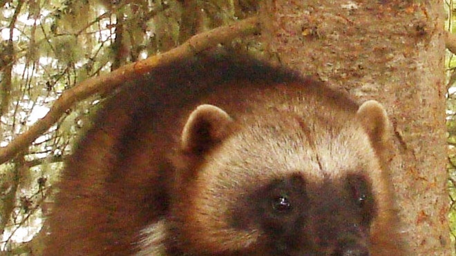 Wolverine Climate Cha_Hein.jpg